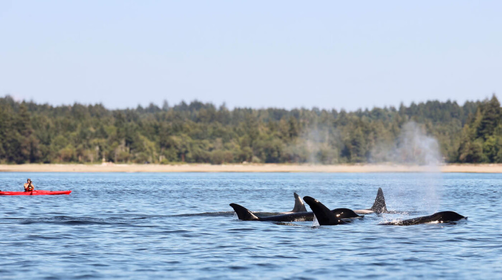3 orca whales surface and a person in a kayak is behind them.