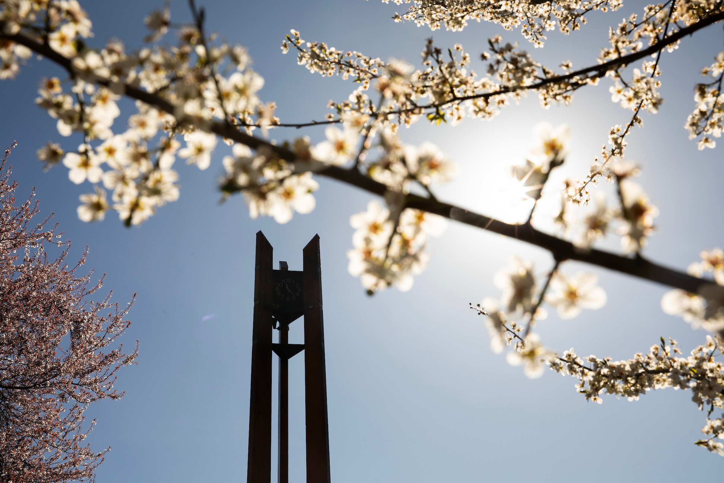 Flowers in front of the clock tower.